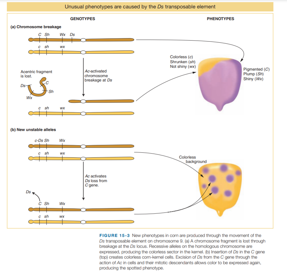 Unusual phenotypes are caused by the Ds transposable element
GENOTYPES
PHENOTYPES
(a) Chromosome breakage
Wx Ds
c sh
WX
Colorless (c)
Shrunken (sh)
Not shiny (wx)
Ac-activated
chromosome
breakage at Ds
Pigmented (C)
Plump (Sh)
Shiny (Wx)
Acentric fragment
is lost.
Ds-
Sh
Wx
c sh
WX
(b) New unstable alleles
c-Ds Sh
Wx
c sh
WX
Colorless
background
Ac activates
Ds loss from
C gene.
Ds
c Sh
Wx
c sh
WX
FIGURE 15-3 New phenotypes in corn are produced through the movement of the
Ds transposable element on chromosome 9. (a) A chromosome fragment is lost through
breakage at the Ds locus. Recessive alleles on the homologous chromosome are
expressed, producing the colorless sector in the kernel. (b) Insertion of Ds in the C gene
(top) creates colorless corn-kernel cells. Excision of Ds from the C gene through the
action of Ac in cells and their mitotic descendants allows color to be expressed again,
producing the spotted phenotype.
