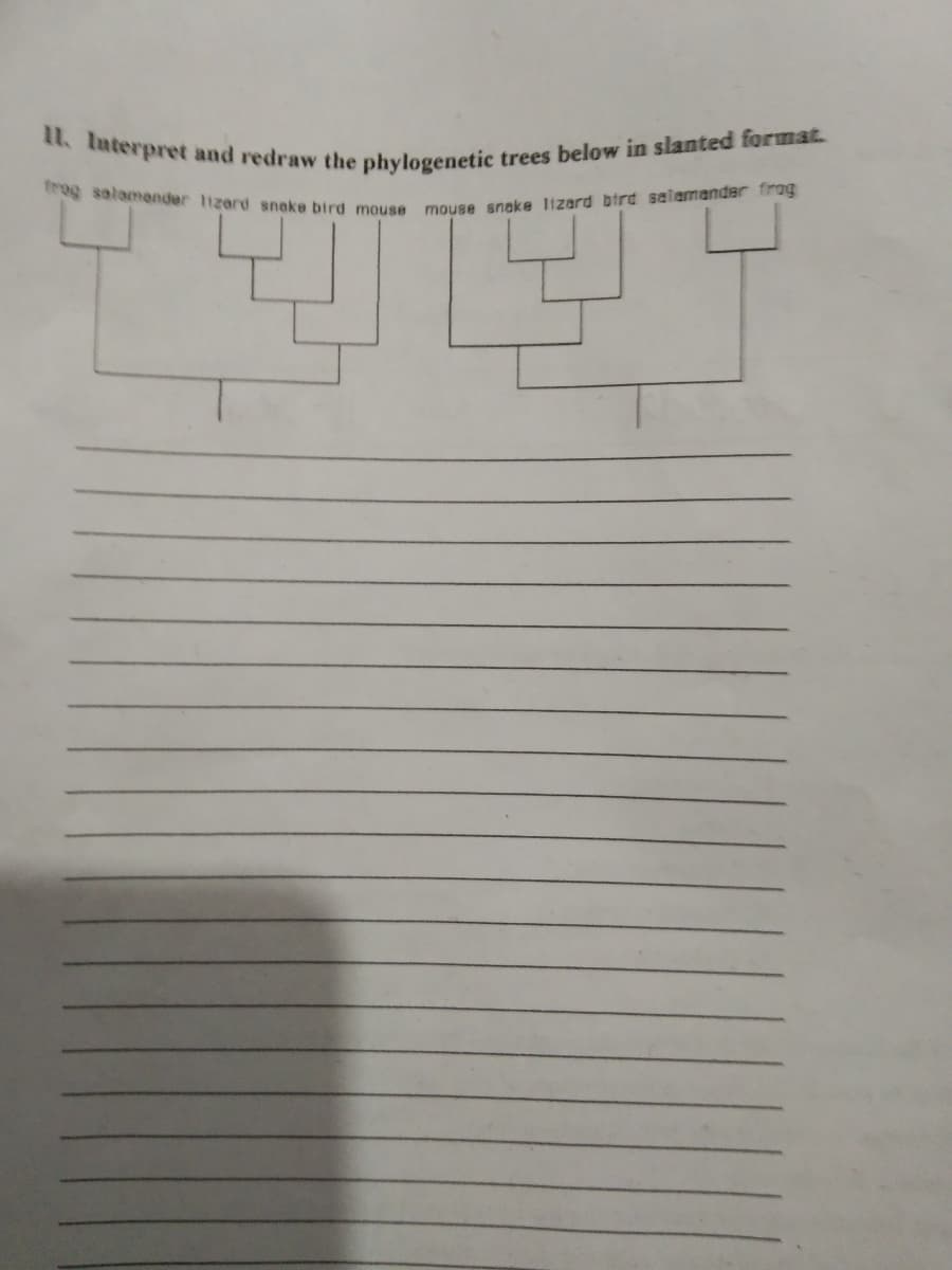 I1. luterpret and redraw the phylogenetic trees below in slanted format.
trog solamender 1izard snake bird mouse mouse snake Itzard bird selamander frag
