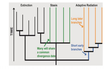 Extinction
Stasis
Adaptive Radiation
Long later
branches
Short early
Many will share
branches
a common
divergence date
TIME
