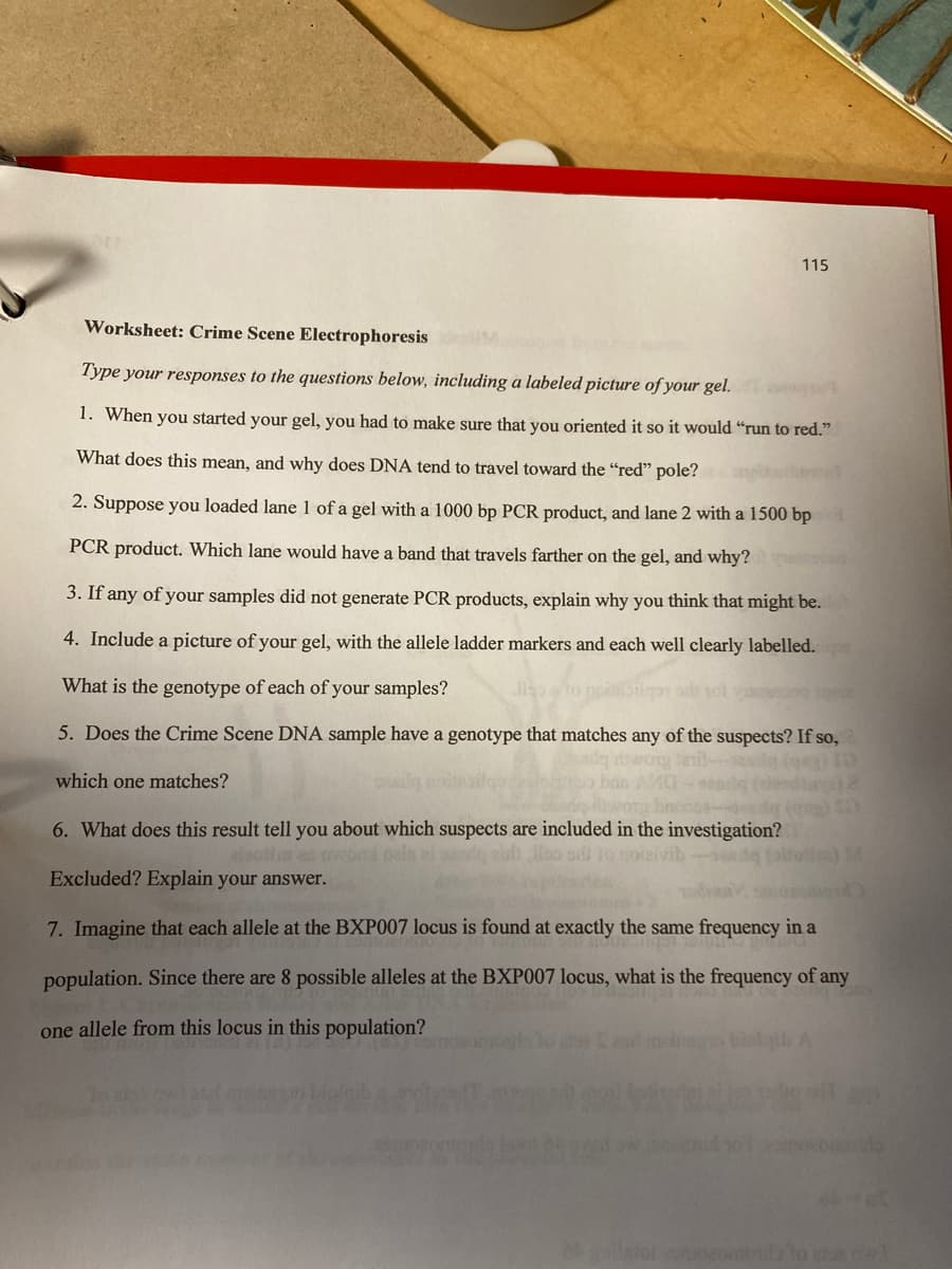 DET
115
which one matches?
Worksheet: Crime Scene Electrophoresis
Type your responses to the questions below, including a labeled picture of your gel.qu'
1. When you started your gel, you had to make sure that you oriented it so it would "run to red."
What does this mean, and why does DNA tend to travel toward the "red" pole?
2. Suppose you loaded lane 1 of a gel with a 1000 bp PCR product, and lane 2 with a 1500 bp
PCR product. Which lane would have a band that travels farther on the gel, and why?
3. If any of your samples did not generate PCR products, explain why you think that might be.
4. Include a picture of your gel, with the allele ladder markers and each well clearly labelled.
What is the genotype of each of your samples?
5. Does the Crime Scene DNA sample have a genotype that matches any of the suspects? If so,
Badg wong tail-dead (g) ID
sestig (dendaaye) 2
penda
6. What does this result tell you about which suspects are included in the investigation?
Excluded? Explain your answer.
7. Imagine that each allele at the BXP007 locus is found at exactly the same frequency in a
population. Since there are 8 possible alleles at the BXP007 locus, what is the frequency of any
one allele from this locus in this population?
noizivibanda (oitoti) 14
to the cl