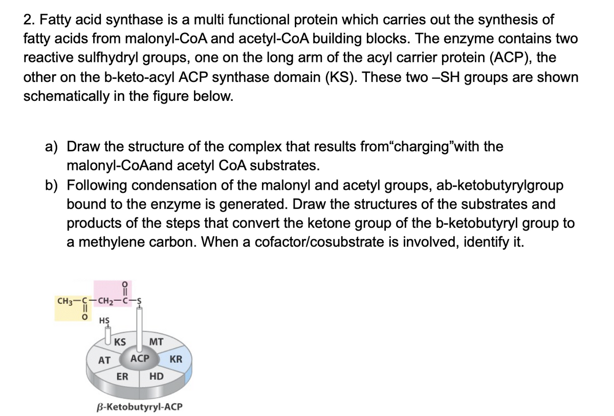 2. Fatty acid synthase is a multi functional protein which carries out the synthesis of
fatty acids from malonyl-CoA and acetyl-CoA building blocks. The enzyme contains two
reactive sulfhydryl groups, one on the long arm of the acyl carrier protein (ACP), the
other on the b-keto-acyl ACP synthase domain (KS). These two -SH groups are shown
schematically in the figure below.
a) Draw the structure of the complex that results from“charging"with the
malonyl-CoAand acetyl CoA substrates.
b) Following condensation of the malonyl and acetyl groups, ab-ketobutyrylgroup
bound to the enzyme is generated. Draw the structures of the substrates and
products of the steps that convert the ketone group of the b-ketobutyryl group to
a methylene carbon. When a cofactor/cosubstrate is involved, identify it.
||
CH3-C-CH2-c-
HŞ
KS
MT
АT
АСР
KR
ER
HD
B-Ketobutyryl-ACP
