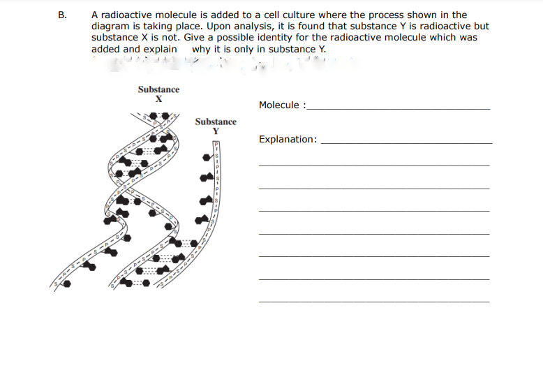 В.
A radioactive molecule is added to a cell culture where the process shown in the
diagram is taking place. Upon analysis, it is found that substance Y is radioactive but
substance X is not. Give a possible identity for the radioactive molecule which was
added and explain why it is only in substance Y.
Substance
X
Molecule :
Substance
Explanation:
