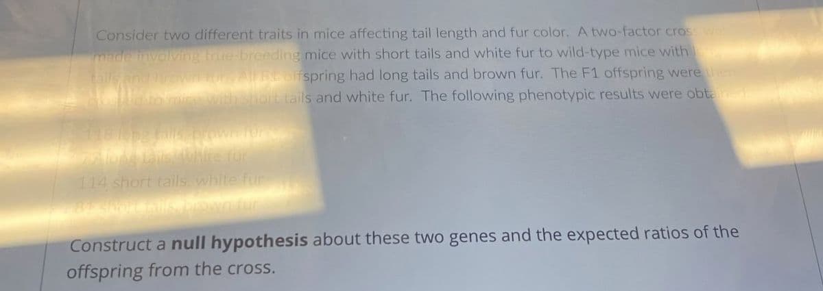 Consider two different traits in mice affecting tail length and fur color. A two-factor cross was
made involving true-breeding mice with short tails and white fur to wild-type mice with
tails and brow | fur, All FL offspring had long tails and brown fur. The F1 offspring were then
total to mice with short tails and white fur. The following phenotypic results were obtained.
118 long fails, brown fu
77 long tails, white fur
114 short tails, white fur
81 short tails, brown fur
Construct a null hypothesis about these two genes and the expected ratios of the
offspring from the cross.