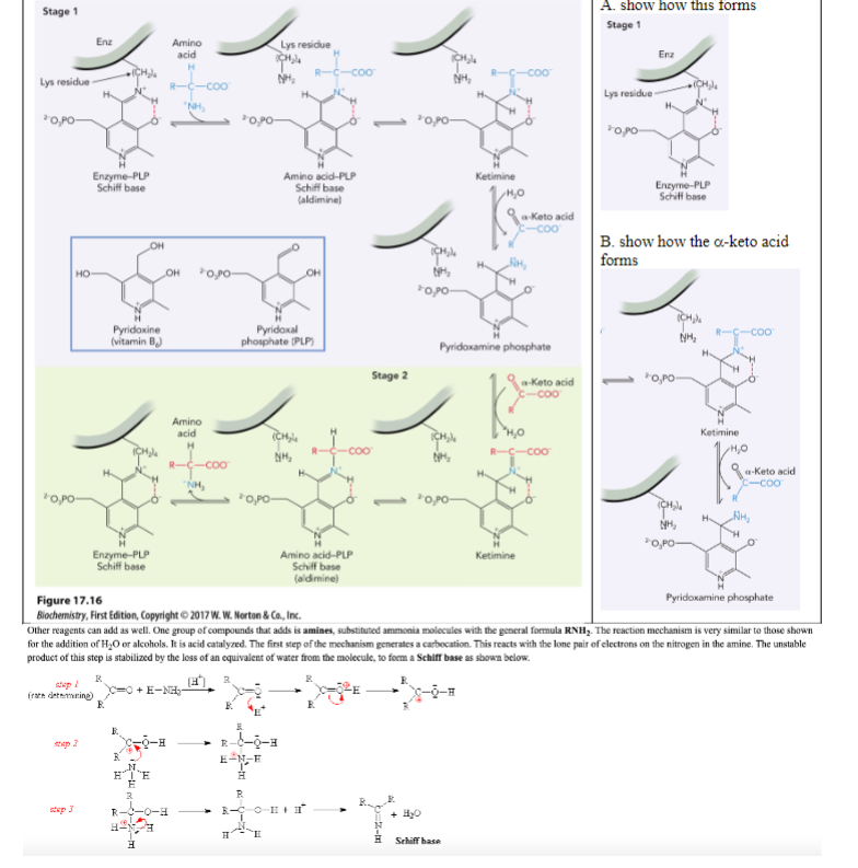 Stage 1
Lys residue
0,PO-
HO
+0,PO-
step /
Enz
#tep 2
step 3
N
Enzyme-PLP
Schiff base
R
Pyridoxine
(vitamin B.)
Enzyme-PLP
Schiff base
OH
CHIE
-m
Amino
acid
H
(rate determining)=0 + E¬NH₂-
E
"NH₂
OH 0,90
Amino
acid
H
-Coo
R-C-COO
"NH₂
[H
*0,90-
H
осного
NH₂
Lys residue
*0,PO-
Pyridoxal
phosphate (PLP)
E-N-E
H
R
> R-CO-H
E
Amino acid-PLP
Schiff base
(aldimine)
(CH₂
NH₂
OH
Amino acid-PLP
Schiff base
(aldimine)
Stage 2
=Z-m
0,90-
N%₂
*0,90-
+ H₂O
NH₂
0,PO-
Exped
Pyridoxamine phosphate
Ketimine
Schiff base
a-Keto acid
Ketimine
Figure 17.16
Biochemistry, First Edition, Copyright © 2017 W. W. Norton & Co., Inc.
Other reagents can add as well. One group of compounds that adds is amines, substituted ammonia molecules with the general formula RNH₂. The reaction mechanism is very similar to those shown
for the addition of H₂O or alcohols. It is acid catalyzed. The first step of the mechanism generates a carbocation. This reacts with the lone pair of electrons on the nitrogen in the amine. The unstable
product of this step is stabilized by the loss of an equivalent of water from the molecule, to form a Schiff base as shown below.
a-Keto acid
C-coo
A. show how this forms
Stage 1
Lys residue
Enz
Enzyme-PLP
Schiff base
B. show how the a-keto acid
forms
NH₂
0,PO-
Chala
NH₂
O,PO-
Ketimine
a-keto acid
-coo
Pyridoxamine phosphate