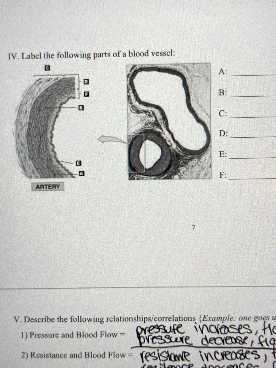 IV. Label the following parts of a blood vessel:
А:
D
B:
C:
D:
E:
F:
ARTERY
7.
V. Describe the following relationships/correlations {Example: one goes
pressufe inarases, Ho
bressure dearease, fig
2) Resistance and Blood Flow = fesistone increases,
1) Pressure and Blood Flow
%3D
