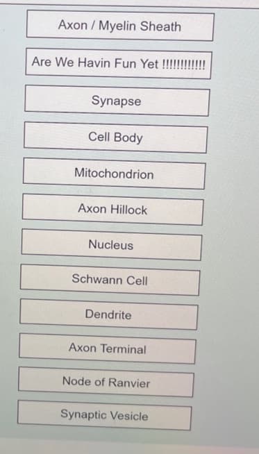 Axon / Myelin Sheath
Are We Havin Fun Yet
Synapse
Cell Body
Mitochondrion
Axon Hillock
Nucleus
Schwann Cell
Dendrite
Axon Terminal
Node of Ranvier
Synaptic Vesicle