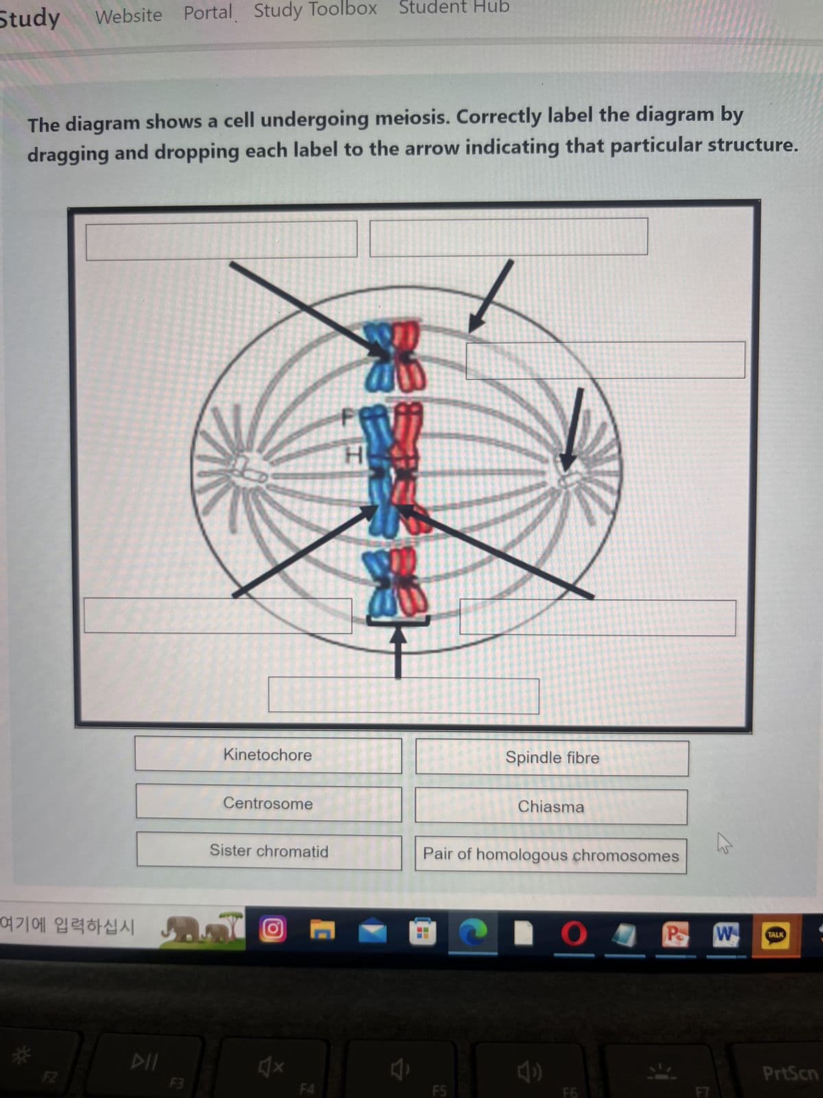 Study
The diagram shows a cell undergoing meiosis. Correctly label the diagram by
dragging and dropping each label to the arrow indicating that particular structure.
Website Portal Study Toolbox Student Hub
여기에 입력하십시
*
F2
DII
F3
Kinetochore
Centrosome
Sister chromatid
4x
C
F4
H
M
Spindle fibre
F5
Chiasma
Pair of homologous chromosomes
C O
F6
K
P W TALK
PrtScn