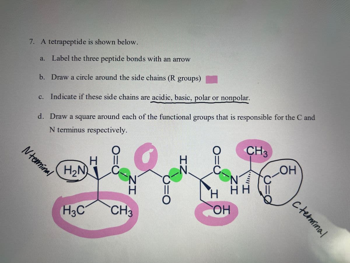 7. A tetrapeptide is shown below.
Label the three peptide bonds with an arrow
b.
Draw a circle around the side chains (R groups)
c. Indicate if these side chains are acidic, basic, polar or nonpolar.
d. Draw a square around each of the functional groups that is responsible for the C and
N terminus respectively.
a.
Nterminal
H₂N
H3C
H
ZI
N
CH₂
0=0
IZ
O=C
H
CH3
N
HH
ОН
OH
( terminal