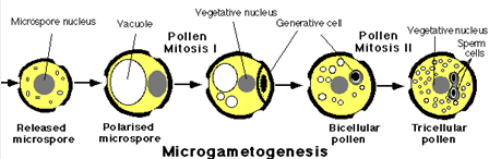 Vegetative nucleus
Microspore nucleus
Yacuole
Generative cel
Pollen
Mitosis I
Pollen Vegetativenucleus
Sperm
cells
Mitosis II
Released
Polarised
Bicellular
Tricellular
microspore
microspore
pollen
pollen
Microgametogenesis
