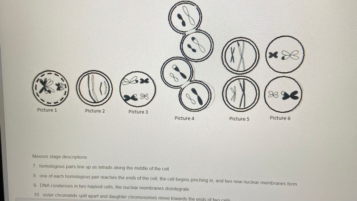Picture 1
Picture 2
Picture 3
Picture 4
Picture 5
Picture 6
Meiosis stage descriptions
7. homologous pairs line up as tetrads along the middle of the cell
8. one of each homologous pair reaches the ends of the cell, the cell begins pinching in, and two new nuclear membranes form
9. DNA condenses in two haploid cells, the nuclear membranes disintegrate
10. sister chromatids split apart and daughter chromosomes move towards the ends of twn cells
