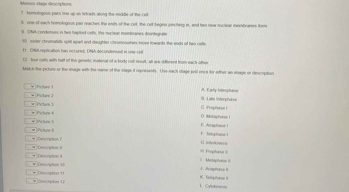 Meiosis stage descriptions
7. homologous pairs line up as tetrads along the middle of the cell
8. one of each homologous pair reaches the ends of the cell, the cell begins pinching in, and two new nuclear membranes form
9. DNA condenses in two haploid cells, the nuclear membranes disintegrate
10. sister chromatids split apart and daughter chromosomes move towards the ends of two cells
11. DNA replication has occured, DNA decondensed in one cell
12. four cells with half of the genetic material of a body cell result, all are different from each other
Match the picture or the image with the name of the stage it represents. Use each stage just once for either an image or description.
v Picture 1
A. Early Interphase
v Picture 2
B. Late Interphase
v Picture 3
C. Prophase I
V Picture 4
D. Metaphase l
v Picture 5
E. Anaphase I
V Picture 6
F. Telophase I
v Description 7
G. Interkinesis
v Description 8
H. Prophase II
Description 9
I. Metaphase ||
V Description 10
J. Anaphase II
v Description 11
K. Telophase I|
Description 12
L. Cytokinesis
