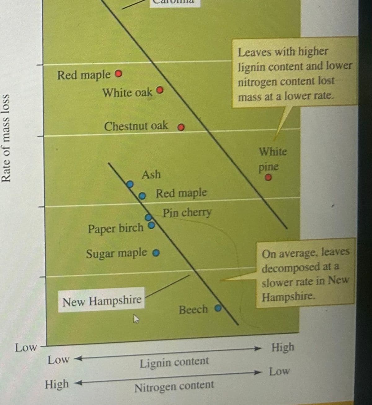 Rate of mass loss
Red maple
White oak
Chestnut oak
Leaves with higher
lignin content and lower
nitrogen content lost
mass at a lower rate.
White
Ash
pine
O
Red maple
Pin cherry
Paper birch
Sugar maple o
New Hampshire
Beech O
On average, leaves
decomposed at a
slower rate in New
Hampshire.
Low
Low
High
Lignin content
Low
High
Nitrogen content