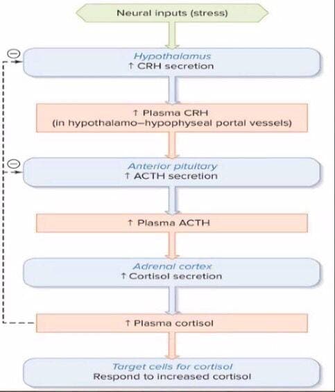 Neural inputs (stress)
Hypothalamus
↑ CRH secretion
1 Plasma CRH
(in hypothalamo-hypophyseal portal vessels)
Anterior pituitary
↑ ACTH secretion
↑ Plasma ACTH
Adrenal cortex
↑ Cortisol secretion
↑ Plasma cortisol
Target cells for cortisol
Respond to increased cortisol