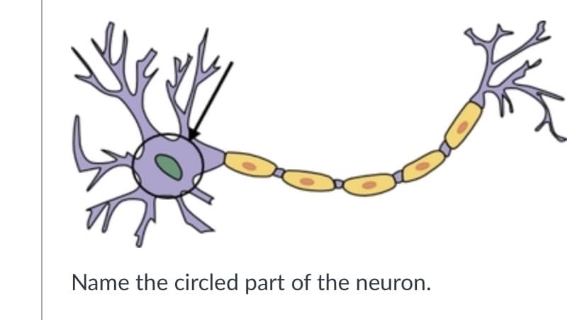 Name the circled part of the neuron.
