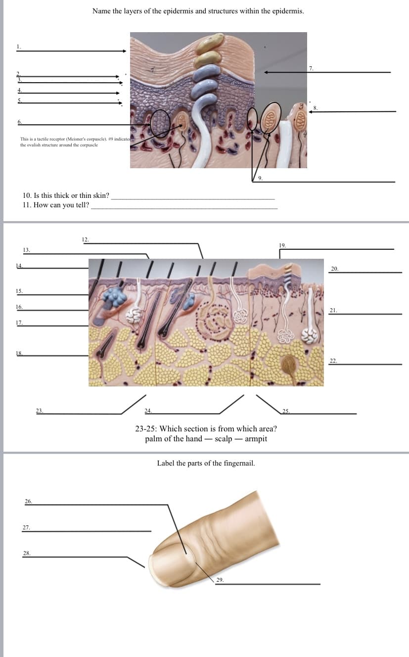 Name the layers of the epidermis and structures within the epidermis.
1.
This is a tactile receptor (Meisner's corpuscle). #9 indicates
the ovalish structure around the corpuscle
10. Is this thick or thin skin?
11. How can you tell?
12.
13
14.
20.
15.
16.
21.
17.
22.
23.
24.
25.
23-25: Which section is from which area?
palm of the hand – scalp – armpit
Label the parts of the fingernail.
26.
27.
28
29.

