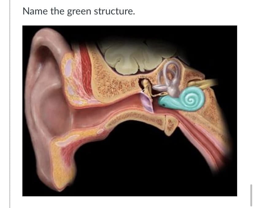 Name the green structure.
