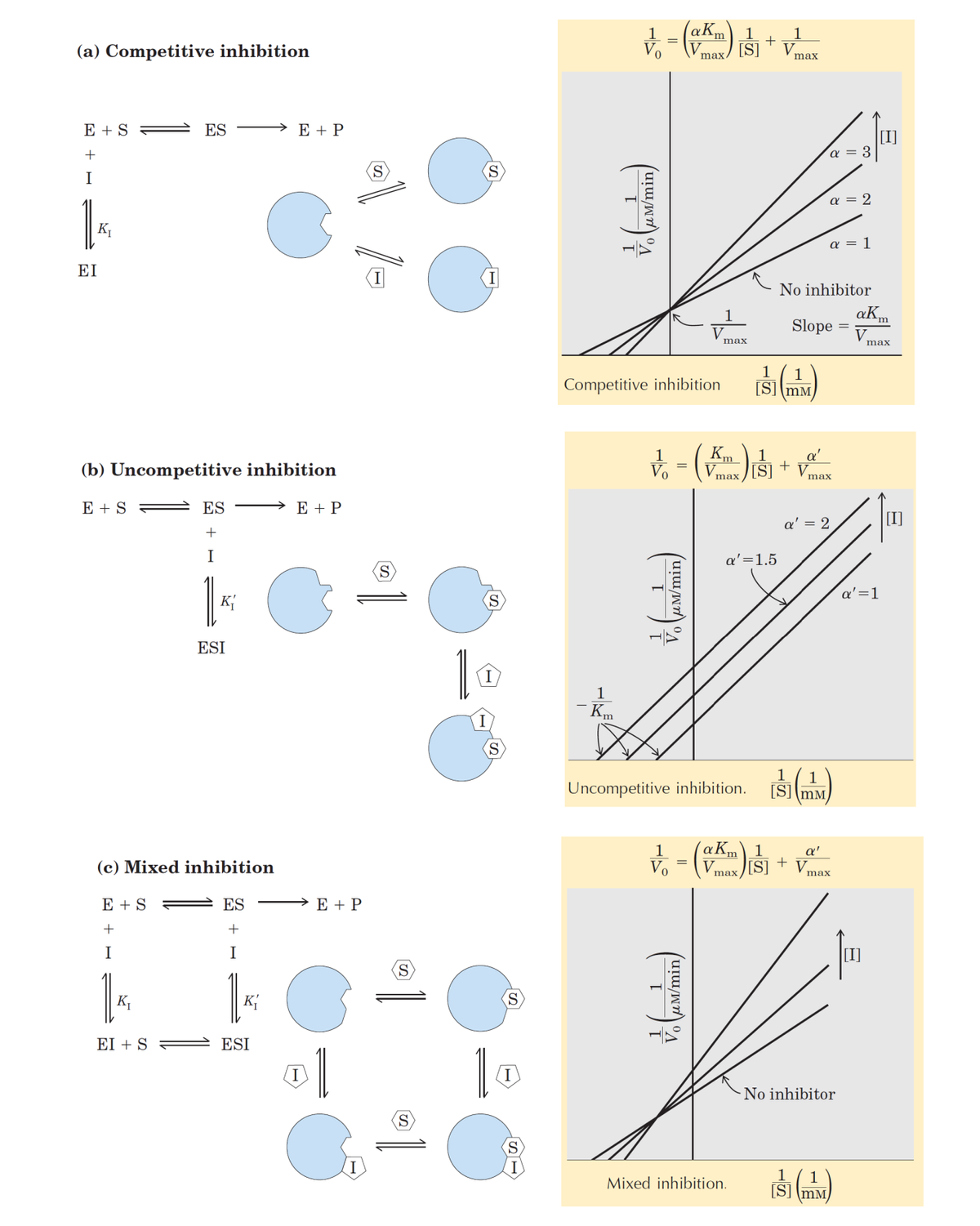 1
1
1
V.
(a) Competitive inhibition
[S]
max
E + S
ES
E + P
[I]
α3
I
a = 2
a = 1
EI
No inhibitor
1
aKm
Slope
max
max
1
1
Competitive inhibition
[S] \mM
1
1
a'
+
V.
(b) Uncompetitive inhibition
V.
max
max
E + S =
ES
E + P
a' = 2
[I]
I
a'=1.5
a'=1
ESI
1
Km
1
1
Uncompetitive inhibition.
[S]\mM
1
Vo
(aKm) 1
+
[S]
a'
(c) Mixed inhibition
Vmax
max
E + S
ES
E + P
+
I
I
[I]
K,
K{
EI + S
ESI
No inhibitor
S.
1
[S] (mM
Mixed inhibition.
µM/min)
