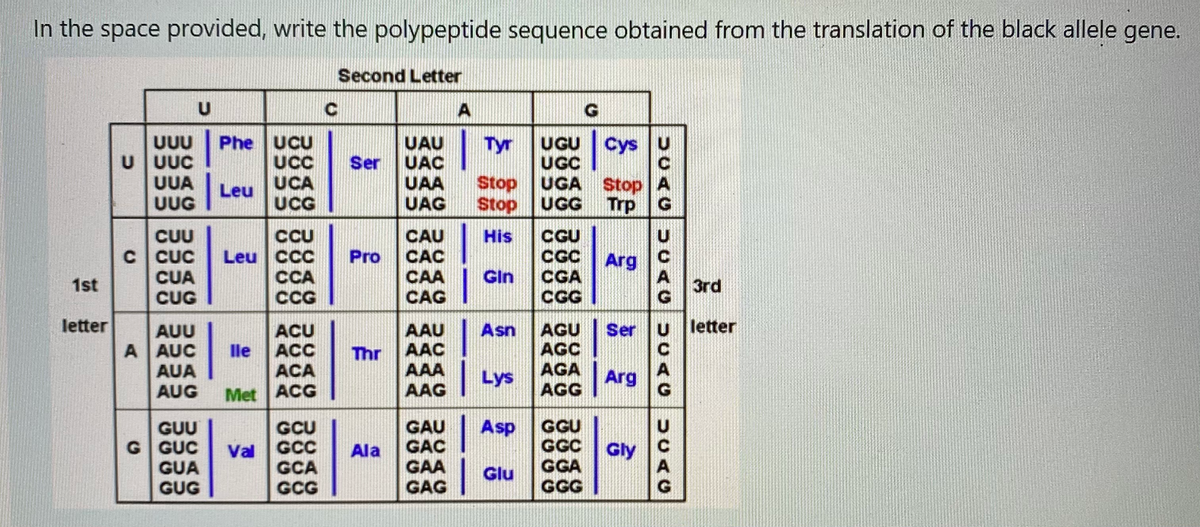 In the space provided, write the polypeptide sequence obtained from the translation of the black allele gene.
Second Letter
Phe UCU
UCC
UCA
UCG
Tyr
UUU
U UUC
UUA
UUG
UAU
UAC
UAA
UAG
UGU
UGC
UGA Stop A
UGG
Ser
Stop
Stop
Leu
Trp
CGU
CC
CUU
C CUC
CUA
CUG
CCU
Leu | ccc
CCA
CCG
CAU
CAC
CAA
CAG
His
C Arg
CGA
CGG
Pro
Gin
1st
3rd
letter
letter
AAU
AAC
AAA
AAG
AGU
AGC
AGA
AGG
Asn
Ser
ACU
ACC
AUU
A AUC
AUA
AUG
lle
Thr
ACA
Lys
Arg
Met ACG
GAU
GAC
GAA
GAG
Asp
GUU
G GUC
GUA
GUG
GCU
GCC
GCA
GCG
GGU
GGC Gly
GGA
GGG
Val
Ala
Glu
UCACUCACUCAC
UCAC
