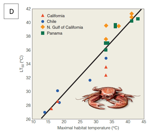 42
California
40
Chile
N. Gulf of California
Panama
38
36
34
32
30
28
26
10
15
20
25
30
35
40
45
Maximal habitat temperature (°C)
LT50 (°C)
