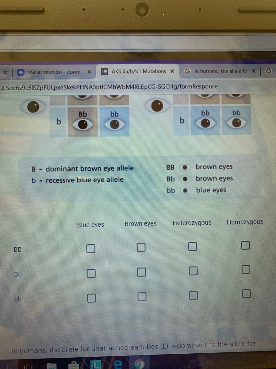 - Iniciar reunión - Zoom
E AKS 6a/b/b1 Mutations X
G In humans, the allele fo x
DLSdv6s9c6ISZpFULpxeSkekPHNA3ptICMhWbM4XLEpCG-SGCH9/formResponse
Bb
bb
bb
bb
B -
dominant brown eye allele
BB
brown eyes
b recessive blue eye allele
Bb
brown eyes
bb
blue eyes
Blue eyes
Brown eyes
Heterozygous
Homozygous
BB
Bb
bb
In humans, the allele for unattached earlobes (L) is dominant to the allele for

