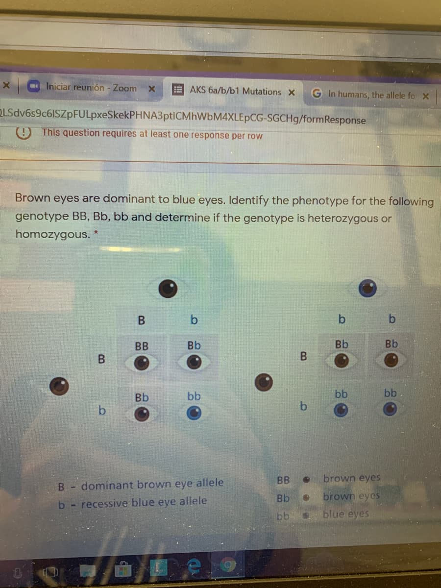 Iniciar reunión - Zoom
EAKS 6a/b/b1 Mutations x
G In humans, the allele fo x
OLSdv6s9c6ISZpFULpxeSkekPHNA3ptICMhWbM4XLEpCG-SGCH9/formResponse
This question requires at least one response per row
Brown eyes are dominant to blue eyes. Identify the phenotype for the following
genotype BB, Bb, bb and determine if the genotype is heterozygous or
homozygous.
b.
BB
Bb
Bb
Bb
Bb
bb
bb
bb
BB
brown eyes
B.
- dominant brown eye allele
Bb
brown eyes
b- recessive blue eye allele
blue eyes
