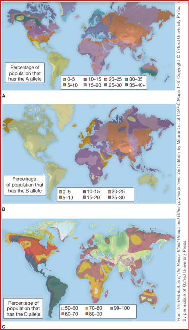 B
A
Percentage of
population that
has the A allele
0-5
10-15
20-25 30-35
5-10
15-20 25-30 ■35-40+
Percentage
of population that
has the B allele
00-5
5-10
10-15
15-20
20-25
25-30
Percentage of
population that
has the O allele
050-60 ■70-80
■60-70 ■80-90
■90-100
C
From The Distribution of the Human Blood Groups and Other polymorphisms, 2nd edition, by Mourant et al. (1976). Maps 1-3. Copyright Oxford University Press, Ir
By permission of Oxford University Press.