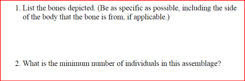 1. List the bones depicted. (Be as specific as possible, including the side
of the body that the bone is from, if applicable.)
2. What is the minimum number of individuals in this assemblage?