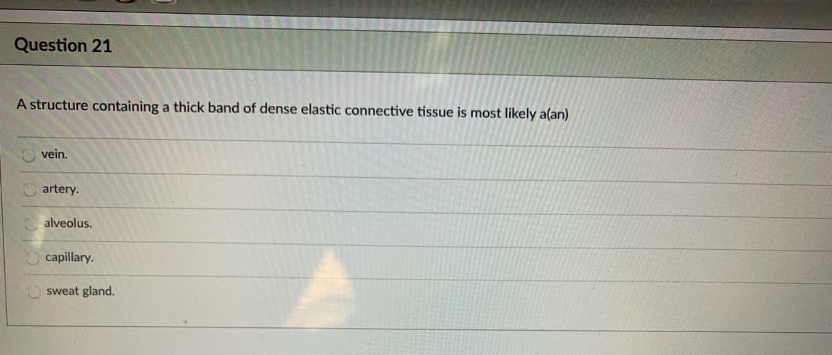 Question 21
A structure containing a thick band of dense elastic connective tissue is most likely a(an)
vein.
artery.
alveolus.
capillary.
sweat gland.
