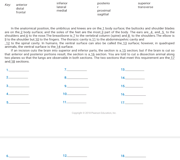 inferior
posterio
superior
Кey:
anterior
lateral
medial
transverse
distal
proximal
sagittal
frontal
In the anatomical position, the umbilicus and knees are on the 1 body surface; the buttocks and shoulder blades
are on the 2 body surface; and the soles of the feet are the most 3 part of the body. The ears are_4 and_5 to the
shoulders and 6 to the nose.The breastbone is 7 to the vertebral column (spine) and 8 to the shoulders.The elbow is
9 to the shoulder but 10 to the fingers. The thoracic cavity is 11 to the abdominopelvic cavity and
12 to the spinal cavity. In humans, the ventral surface can also be called the 13 surface; however, in quadruped
animals, the ventral surface is the 14 surface.
If an incision cuts the brain into superior and inferior parts, the section is a 15 section; but if the brain is cut so
that anterior and posterior portions result, the section is a 16 section. You are told to cut a dissection animal along
two planes so that the lungs are observable in both sections. The two sections that meet this requirement are the 17
and 18 sections.
1.
7.
13.
2.
8.
14.
3.
9.
15.
4.
10.
16.
5.
11
17.
Copyright © 2018 Pearson Education, Inc.
6.
12.
18.
