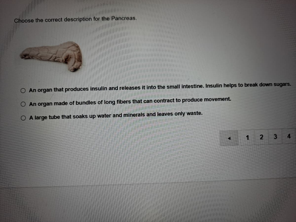 Choose the correct description for the Pancreas.
An organ that produces insulin and releases it into the small intestine. Insulin helps to break down sugars.
O An organ made of bundles of long fibers that can icontract to produce movement.
O A large tube that soaks up water and minerals and leaves only waste.
1 2 3
4
