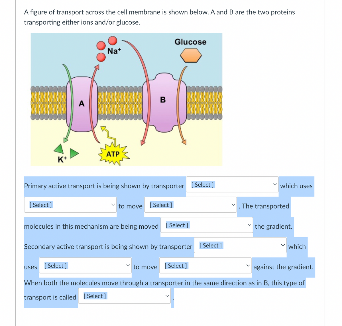 A figure of transport across the cell membrane is shown below. A and B are the two proteins
transporting either ions and/or glucose.
K+
[Select]
A
Na+
ATP
B
Primary active transport is being shown by transporter [Select]
Glucose
to move [Select]
which uses
The transported
molecules in this mechanism are being moved [Select]
Secondary active transport is being shown by transporter [Select]
uses [Select]
to move [Select]
against the gradient.
When both the molecules move through a transporter in the same direction as in B, this type of
transport is called [Select]
the gradient.
which