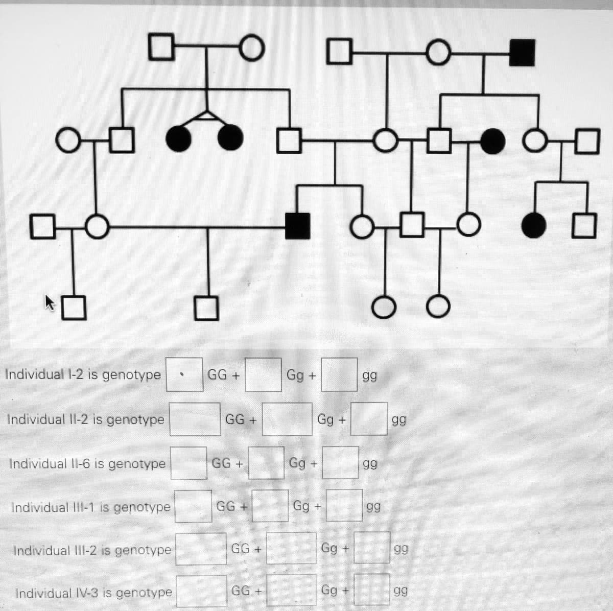 Individual I-2 is genotype
GG +
Gg +
gg
Individual Il-2 is genotype
GG +
Gg +
gg
Individual II-6 is genotype
GG+
Gg +
gg
Individual IlI-1 is genotype
GG +
Gg +
99
GG+
Gg +
gg
Individual IlI-2 is genotype
GG+
Gg +
gg
Individual IV-3 is genotype
