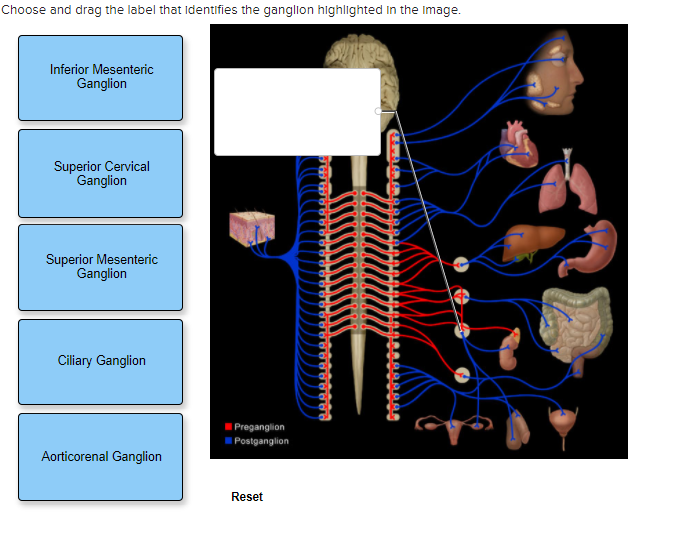 Choose and drag the label that Identifies the ganglion highlighted In the Image.
Inferior Mesenteric
Ganglion
Superior Cervical
Ganglion
Superior Mesenteric
Ganglion
Ciliary Ganglion
Preganglion
I Postganglion
Aorticorenal Ganglion
Reset
