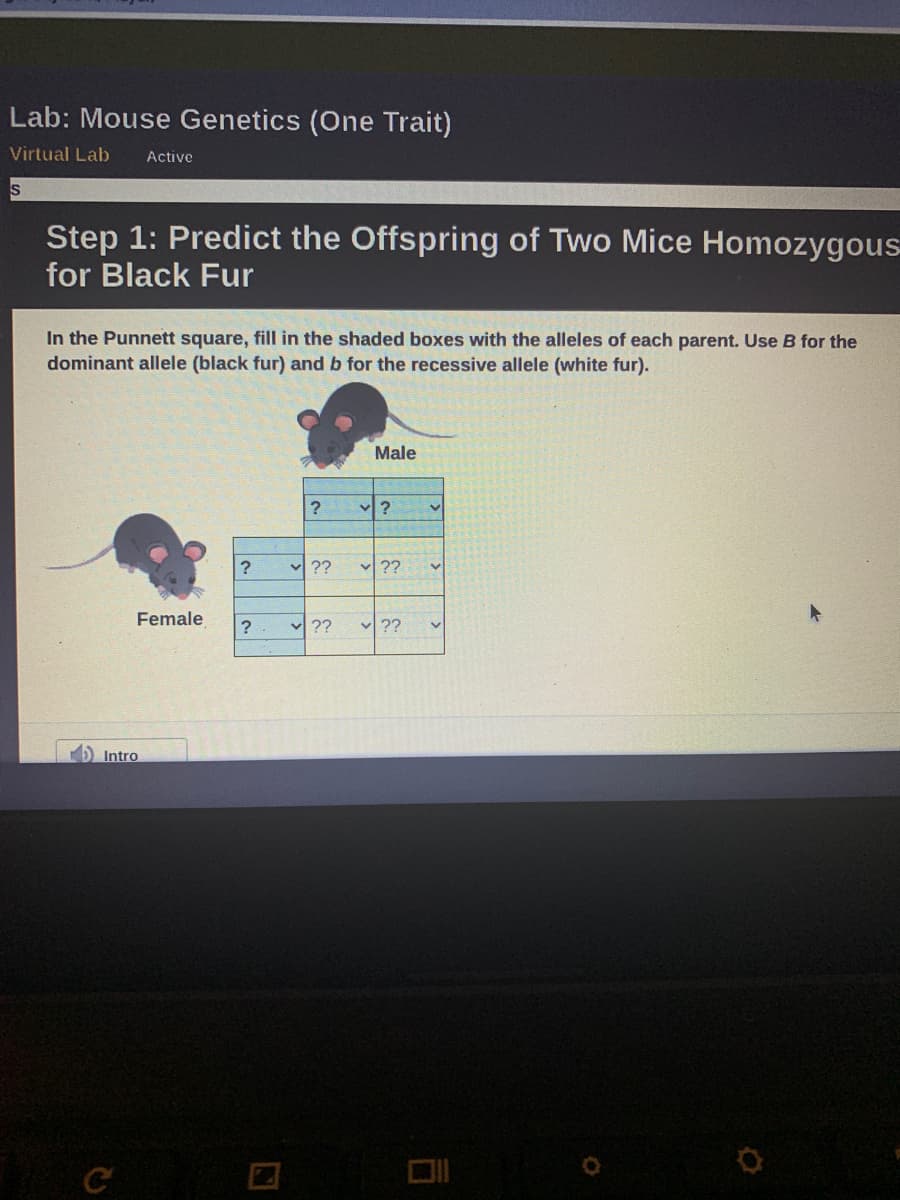 Lab: Mouse Genetics (One Trait)
Virtual Lab
Active
Step 1: Predict the Offspring of Two Mice Homozygous
for Black Fur
In the Punnett square, fill in the shaded boxes with the alleles of each parent. Use B for the
dominant allele (black fur) and b for the recessive allele (white fur).
Male
v ??
v ??
Female
v ??
v ??
D Intro
C
