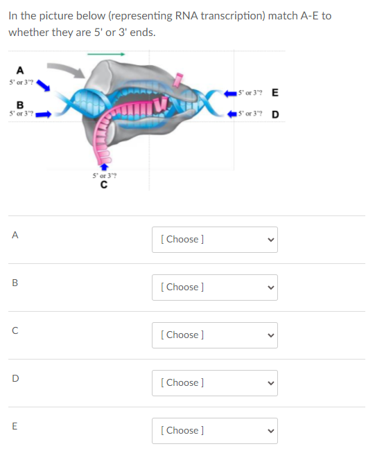 In the picture below (representing RNA transcription) match A-E to
whether they are 5' or 3' ends.
A
5' or 3"?
s' or 3"? E
в
5' or 3"?
S' or 3"? D
5' or 3"?
A
[ Choose ]
B
[ Choose ]
[ Choose ]
D
[Choose ]
E
[ Choose ]
>
>
>
>
