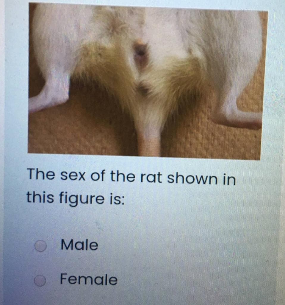 The sex of the rat shown in
this figure is:
Male
Female
