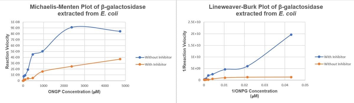 Michaelis-Menten Plot of B-galactosidase
Lineweaver-Burk Plot of B-galactosidase
extracted from E. coli
extracted from E. coli
1E-08
2.5E+10
9E-09
8E-09
2E+10
7E-09
6E-09
1.5E+10
5E-09
4E-09
-Without Inhibitor
1E+10
-With Inhibitor
3E-09
With Inhibitor
Without Inhibitor
2E-09
5E+09
1E-09
1000
2000
3000
4000
5000
0.01
0.02
0.03
0.04
0.05
ONGP Concentration (uM)
1/ONPG Concentration
(pM)
Reaction Velocity
1/Reeaction Velocity
