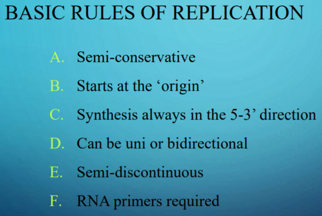 BASIC RULES OF REPLICATION
A. Semi-conservative
B. Starts at the ´origin’
C. Synthesis always in the 5-3’ direction
D. Can be uni or bidirectional
E. Semi-discontinuous
F. RNA primers required
