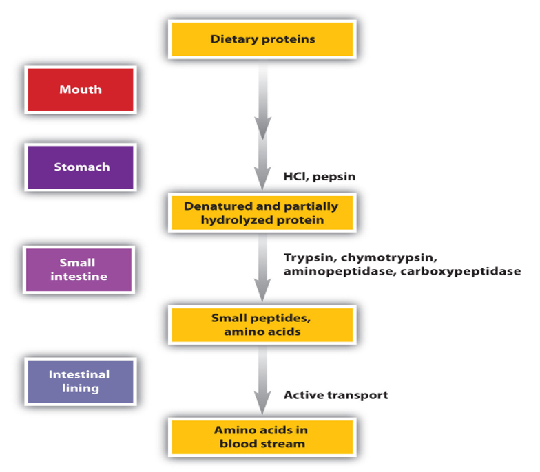 Dietary proteins
Mouth
Stomach
HС, реpsin
Denatured and partially
hydrolyzed protein
Trypsin, chymotrypsin,
aminopeptidase, carboxypeptidase
Small
intestine
Small peptides,
amino acids
Intestinal
lining
Active transport
Amino acids in
blood stream
