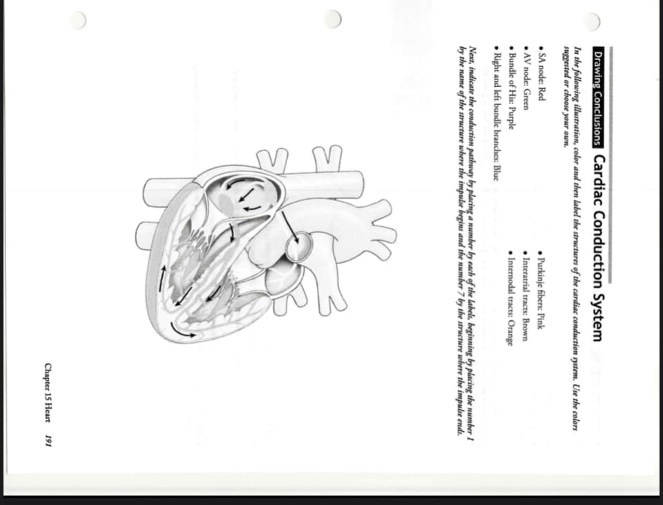 Drawing Conclusions Cardiac Conduction System
In the following illustration, color and then label the structures of the cardiac conduction system. Use the colors
suggested or choose your own.
• SA node: Red
• AV node: Green
• Bundle of His: Purple
• Right and left bundle branches: Blue
• Purkinje fibers: Pink
• Interatrial tracts: Brown
• Internodal tracts: Orange
Next, indicate the conduction pathway by placing a number by each of the labels, beginning by placing the number 1
by the name of the structure where the impulse begins and the number 7 by the structure where the impulse ends.
Chapter 15 Heart 191
