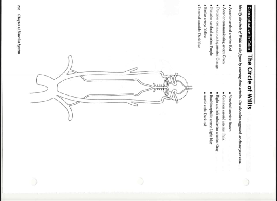 Conceptualize in Color The Circle of Willis
Identify the circle of Willis in the figure by coloring these arteries. Use the colors suggested, or choose your own.
• Anterior cerebral arteries: Red
• Anterior communicating artery: Green
• Posterior communicating arteries: Orange
• Posterior cerebral arteries: Purple
• Basilar artery: Yellow
• Internal carorids: Dark blue
• Vertebral arteries: Brown
• Common carotid arteries: Pink
• Right and left subclavian arteries: Gray
• Brachiocephalic artery: Light blue
• Aortic arch: Dark red
206 Chapter 16 Vascular System
