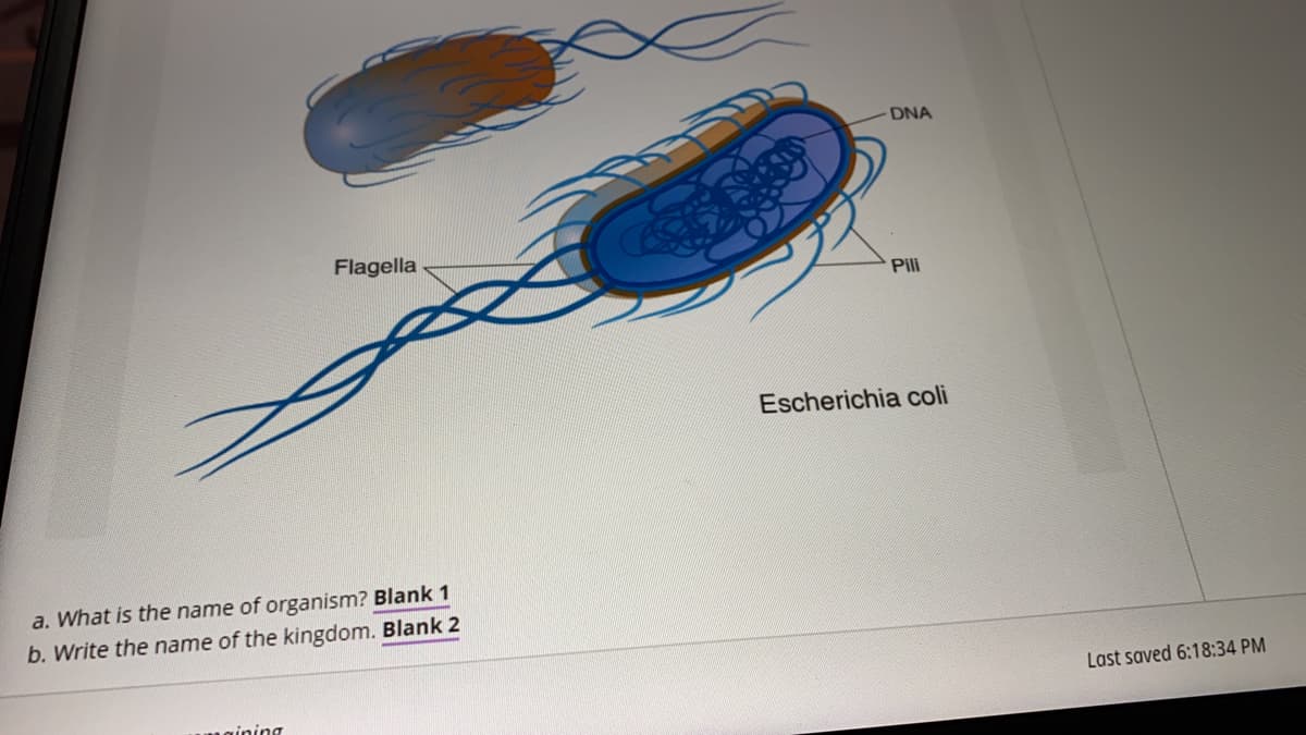 DNA
Flagella
Pili
Escherichia coli
a. What is the name of organism? Blank 1
b. Write the name of the kingdom. Blank 2
Last saved 6:18:34 PM
mgining
