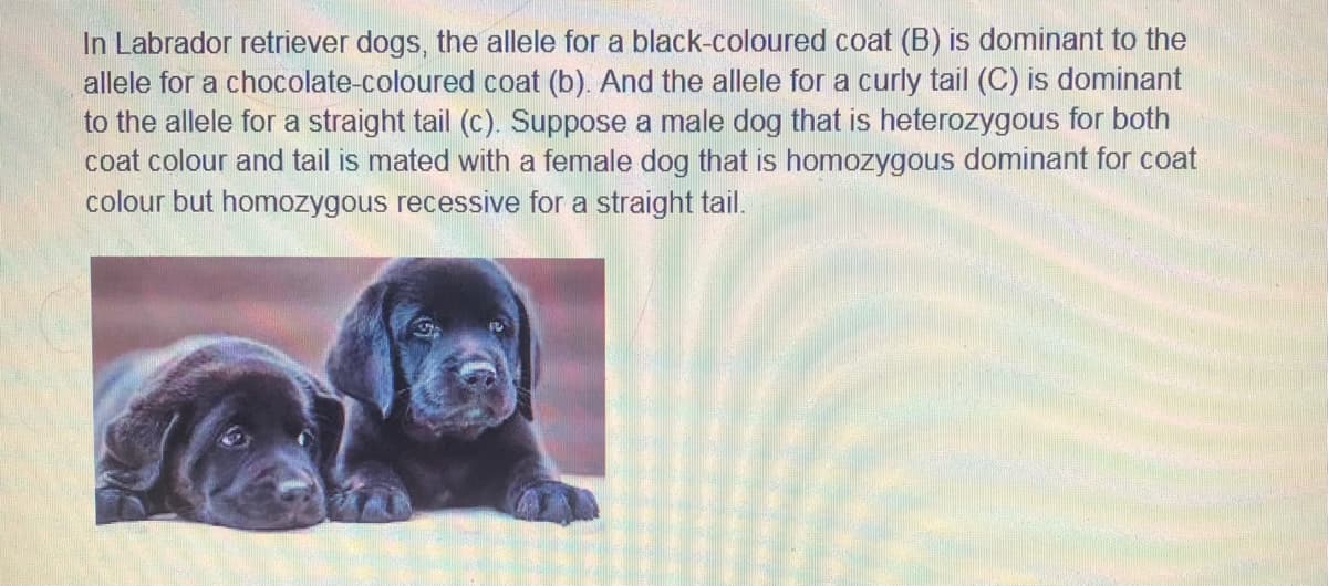 In Labrador retriever dogs, the allele for a black-coloured coat (B) is dominant to the
allele for a chocolate-coloured coat (b). And the allele for a curly tail (C) is dominant
to the allele for a straight tail (c). Suppose a male dog that is heterozygous for both
coat colour and tail is mated with a female dog that is homozygous dominant for coat
colour but homozygous recessive for a straight tail.
