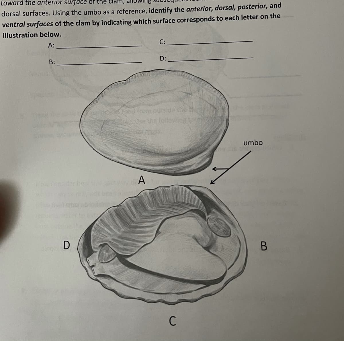 toward the anterior surfacé ôf the clam,
dorsal surfaces. Using the umbo as a reference, identify the anterior, dorsal, posterior, and
ventral surfaces of the clam by indicating which surface corresponds to each letter on the
illustration below.
A:
C:
B:
D:
(Geoust
from puts
sa the folk
umbo
No nser how
A
ing
C
