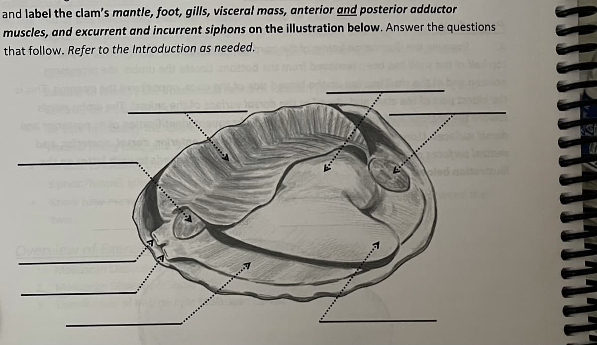 and label the clam's mantle, foot, gills, visceral mass, anterior and posterior adductor
muscles, and excurrent and incurrent siphons on the illustration below. Answer the questions
that follow. Refer to the Introduction as needed.
Oven
.....>
......
....>
