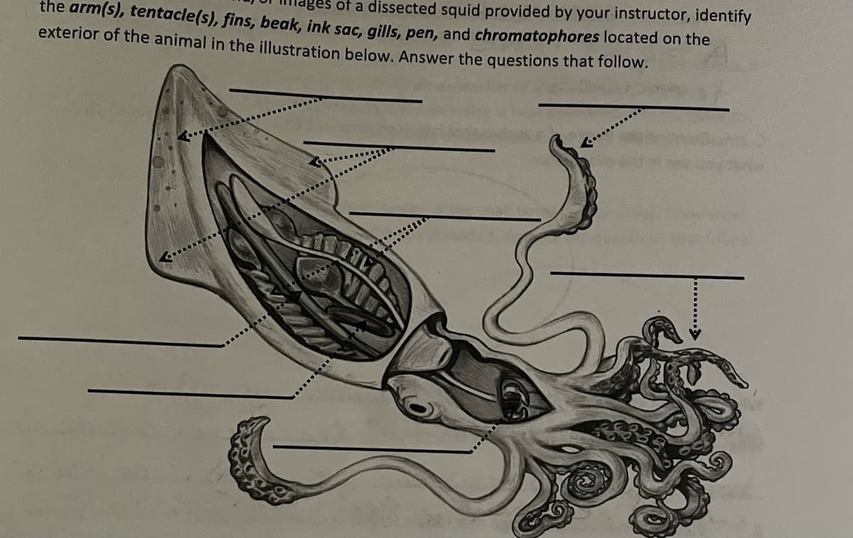 of a dissected squid provided by your instructor, identify
the arm(s), tentacle(s), fins, beak, ink sac, qgills, pen, and chromatophores located on the
exterior of the animal in the illustration below. Answer the questions that follow.
