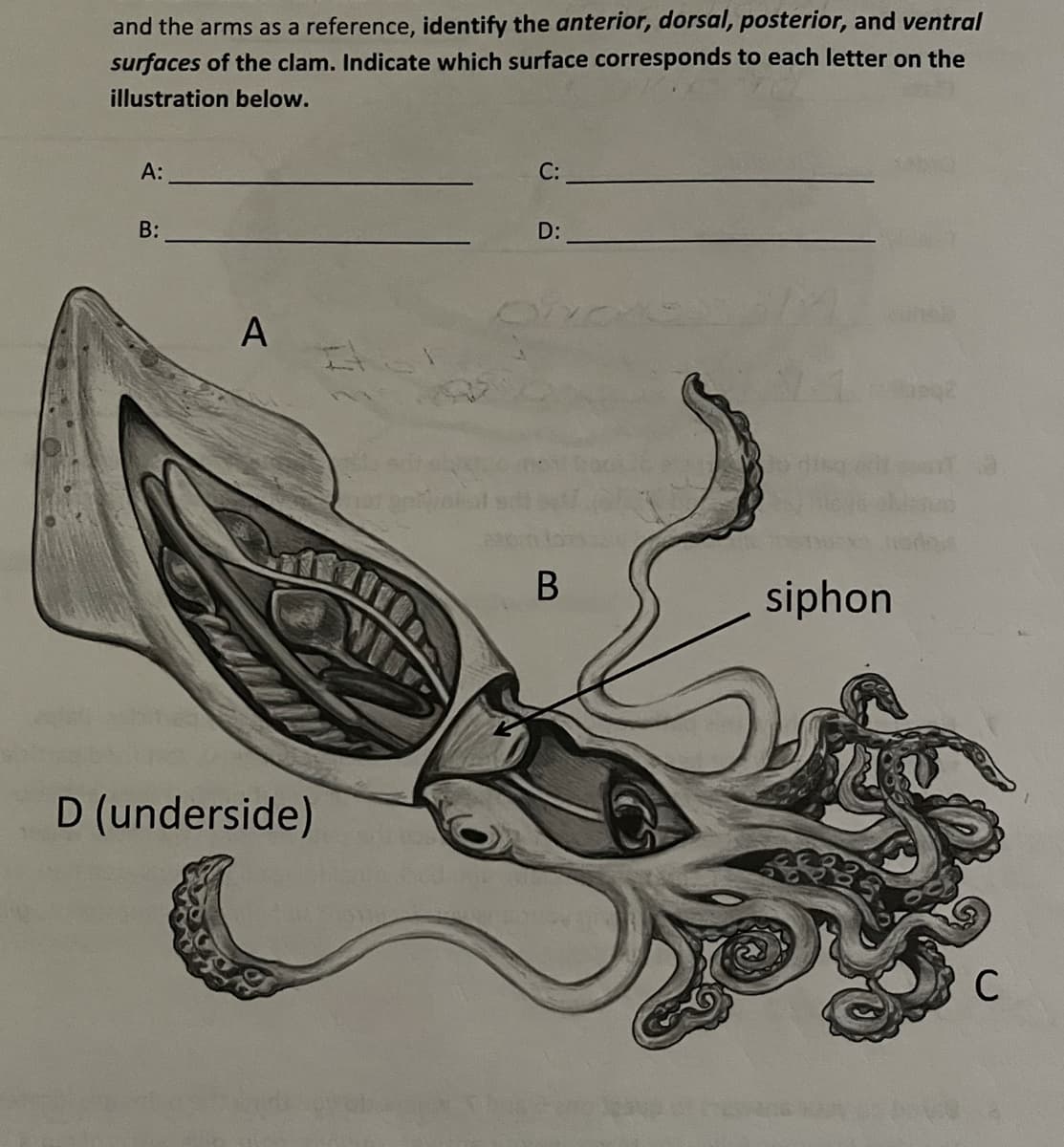 and the arms as a reference, identify the anterior, dorsal, posterior, and ventral
surfaces of the clam. Indicate which surface corresponds to each letter on the
illustration below.
C:
А:
D:
B:
A
В
siphon
VID
D (underside)
C
