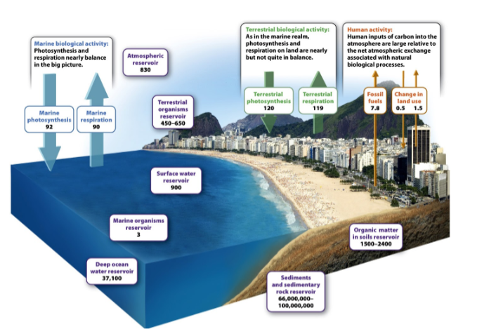 Marine biological activity:
Photosynthesis and
respiration nearly balance
in the big picture.
Terrestrial biological activity:
As in the marine realm,
photosynthesis and
respiration on land are nearly
but not quite in balance.
Human activity:
Human inputs of carbon into the
atmosphere are large relative to
the net atmospheric exchange
associated with natural
biological processes.
Atmospheric
reservoir
830
Change in
land use
0.5 1.5
Terrestrial
Terrestrial
Fossil
photosynthesis
120
respiration
119
Terrestrial
fuels
7.8
organisms
reservoir
450-650
Marine
Marine
photosynthesis| respiration
90
Surface water
reservoir
900
Marine organisms
reservoir
Organic matter
in seils reservoir
1500-2400
Deep ocean
water reservoir
37,100
Sediments
and sedimentary
rock reservoir
66,000,000-
100,000,000
