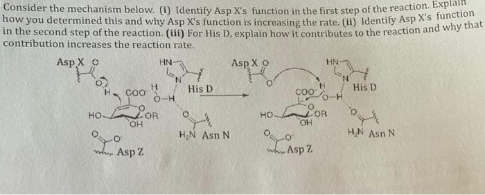 Consider the mechanism below. (i) Identify Asp X's function in the first step of the reaction. Expla
how you determined this and why Asp X's function is increasing the rate. (ii) Identify Asp X's fu
in the second step of the reaction. (iii) For His D, explain how it contributes to the reaction and why that
contribution increases the reaction rate.
Asp X o
HN
Asp X o
N.
N.
H.
Coo
His D
Co0o-H
His D
OR
HO,
O.
LOR
HO.
HO-
но.
HN Asn N
HN Asn N
ndn Asp Z
Asp Z
