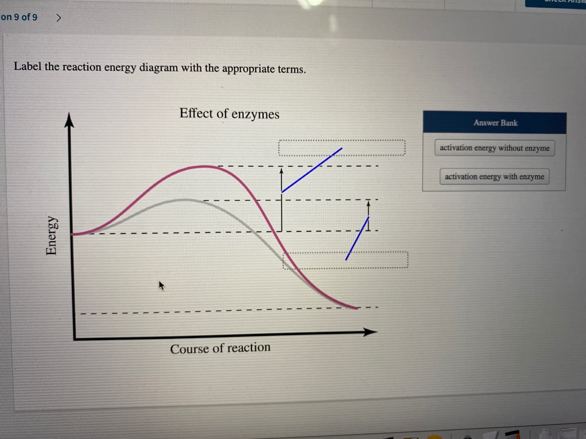 ### Understanding Reaction Energy Diagrams and the Effect of Enzymes

In this section, we will explore how enzymes impact reaction energy using a reaction energy diagram. 

#### Reaction Energy Diagram:

**Graph Components:**
- **Y-axis (Vertical):** Represents the energy of the reaction.
- **X-axis (Horizontal):** Represents the course of the reaction.

The diagram has two curves:
- **Pink Curve:** Represents the reaction energy without the enzyme.
- **Gray Curve:** Represents the reaction energy with the enzyme.

**Key Points on the Diagram:**
- **Starting Energy Level:** Both the enzyme-catalyzed reaction and the uncatalyzed reaction start at the same energy level.
- **Peak Energy with Enzyme:** The energy peak is significantly lower for the gray curve (with enzyme), indicating reduced activation energy.
- **Peak Energy without Enzyme:** The pink curve reaches a higher peak, showing higher activation energy without the enzyme.

**Labels:**
1. **Activation Energy Without Enzyme:**
   - This is marked as the higher energy requirement indicated by the pink curve. The arrow indicating this should point from the starting level to the peak of the pink curve.
  
2. **Activation Energy With Enzyme:**
   - This is represented by the lower energy requirement along the gray curve. The arrow indicating this should point from the starting level to the peak of the gray curve.

**Answer Bank:**
- Activation energy without enzyme
- Activation energy with enzyme

Enzymes are biological catalysts that lower the activation energy required for a reaction to occur, thereby increasing the reaction rate. This concept is visually demonstrated by the difference in peak heights between the gray and pink curves on the reaction energy diagram.